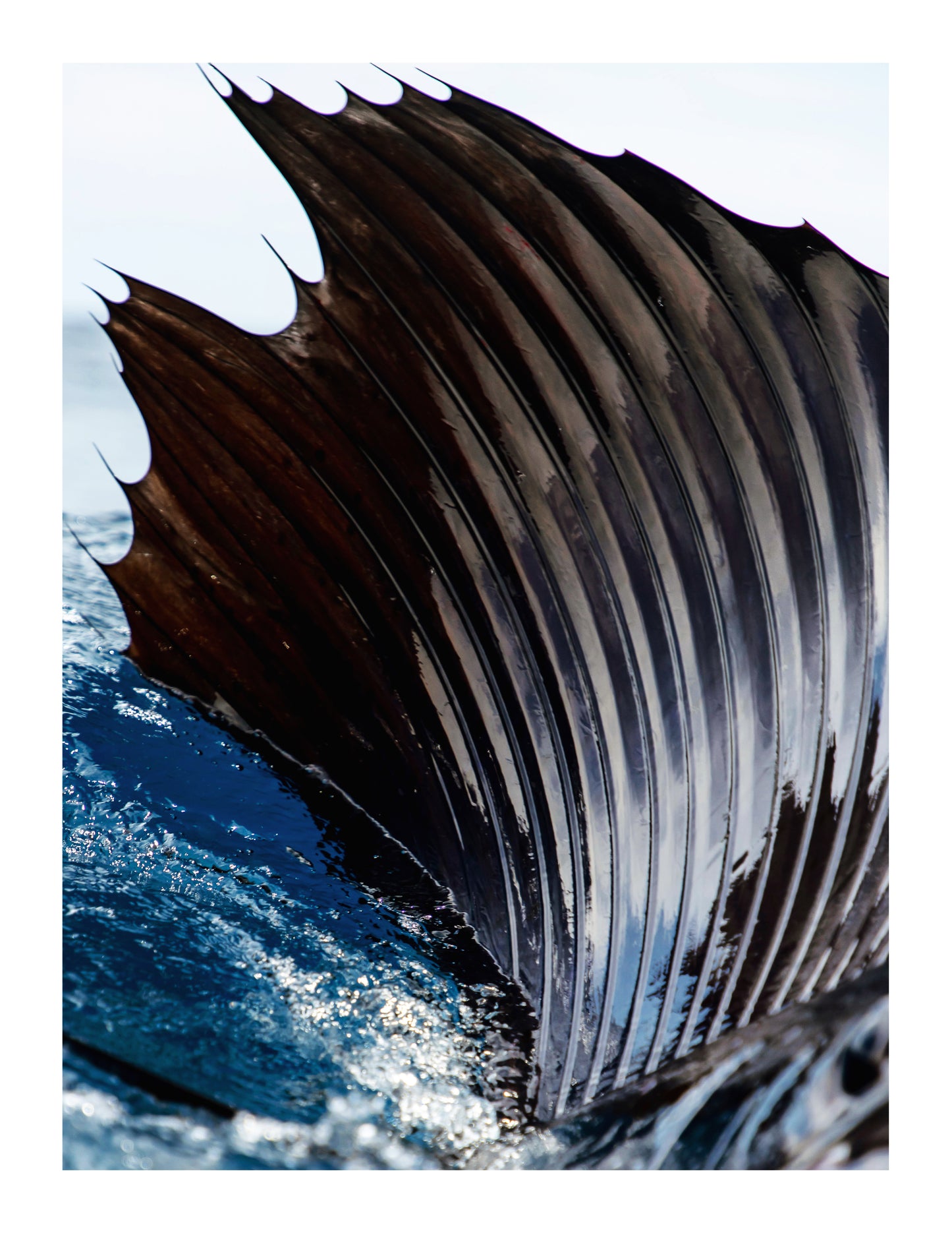 Unfurled Glory
