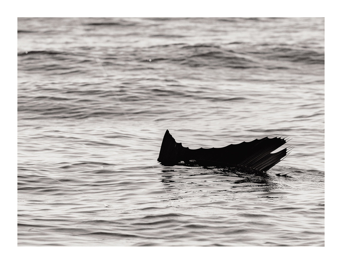 Surface Tension