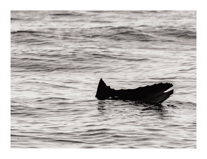 Surface Tension